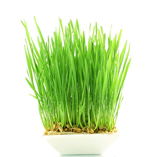 Organic Wheat Berries, 1 Pound – Non-Gmo, Kosher, Raw, Sproutabl