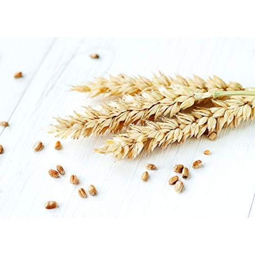 Organic Wheat Berries, 1 Pound – Non-Gmo, Kosher, Raw, Sproutabl