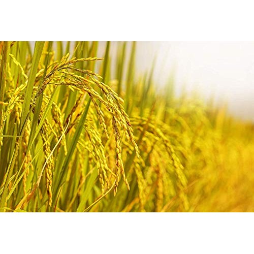 Organic White Arborio Rice, 1 Pound - Non-Gmo, Kosher, Vegan, Ra