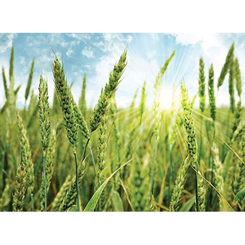 Organic Whole Freekeh, 1 Pound — Whole Grain, Non-Gmo, Vegan, Ro