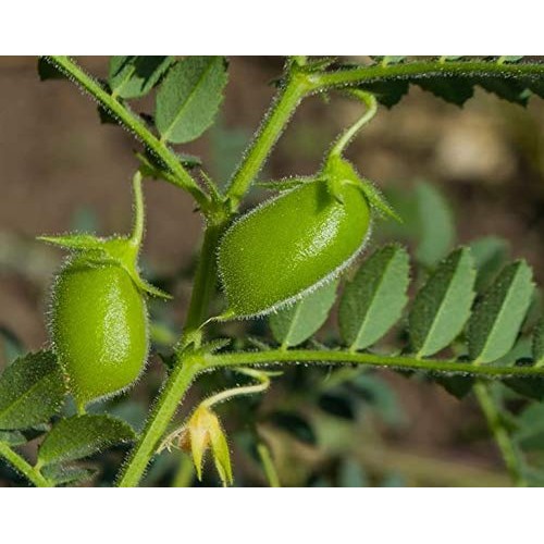 Organic Green Lentils, 25 Pounds — Whole Dry Beans, Non-Gmo, Kos