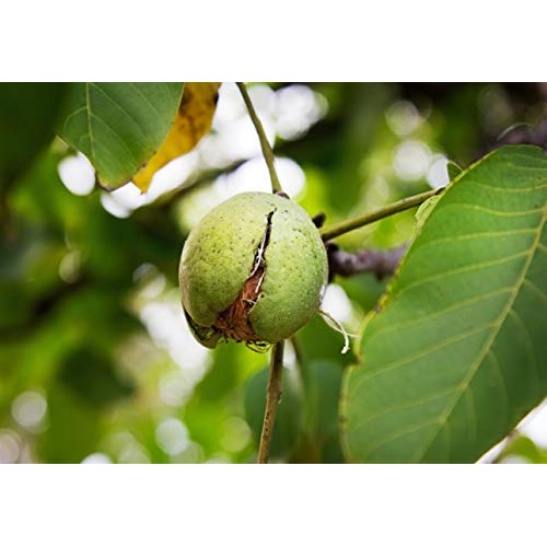 Pecans Pieces, 8 Ounces — Raw, Chopped, Unsalted, Unroasted, Kos