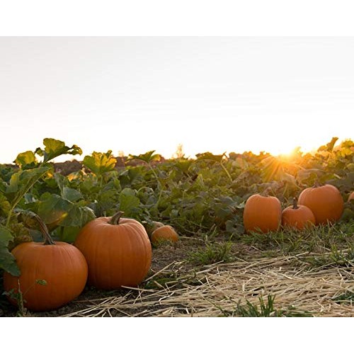 Pepitas / Pumpkin Seeds, 8 Pounds - Raw, No Shell, Kosher