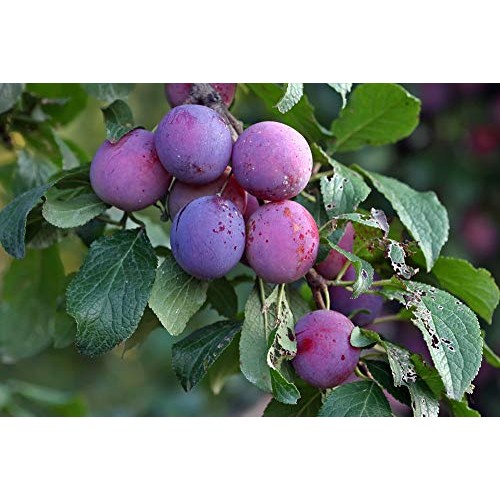Pitted Prunes, 1 Pound — Whole Dried Plums, Unsulfured, Unsweete
