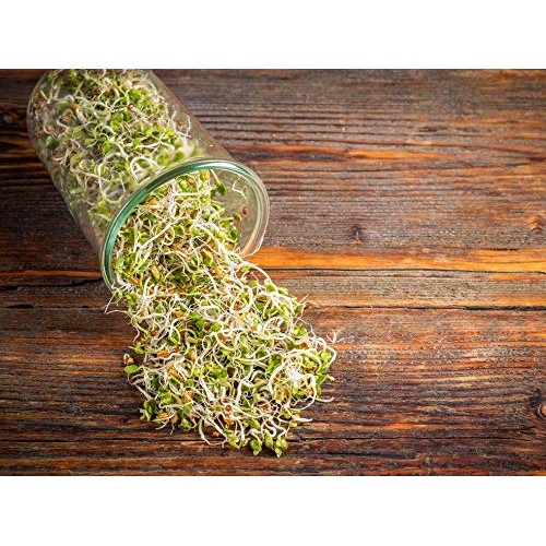 Radish Seeds for Sprouting, 1 Pound – Non-GMO Verified, Edible S...