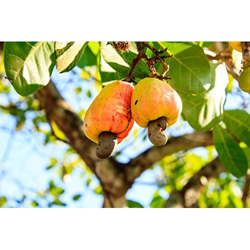 Raw Cashews, 1 Pound – Deluxe Whole Nuts, Unsalted, Unroasted Fa