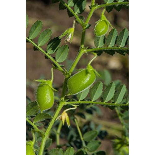 Red Lentils Whole, 10 Pounds - Kosher, Raw, Vegan, Sproutable, Bulk