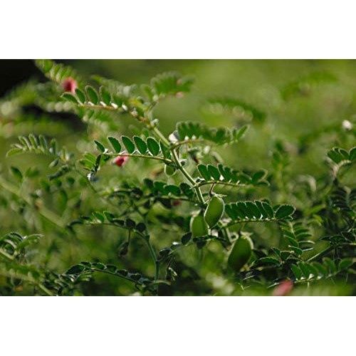 Split Garbanzo Beans, 1 Pound – Non-GMO Verified, Vegan, Kosher,...