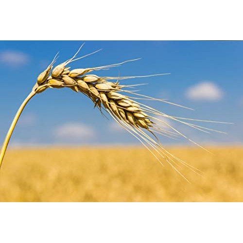 Unbleached White Fine Pastry Flour, 16 Pounds - Stone Ground Fro