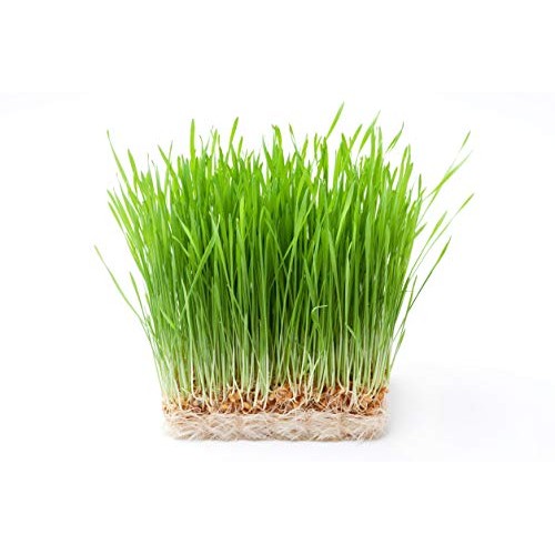 Wheat Berries, 2.5 Pounds - Sprouting For Wheatgrass, Kosher, Ra