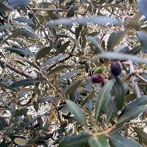 Framore, Green Olives Bella Di Cerignola Stuffed With Garlic Fif