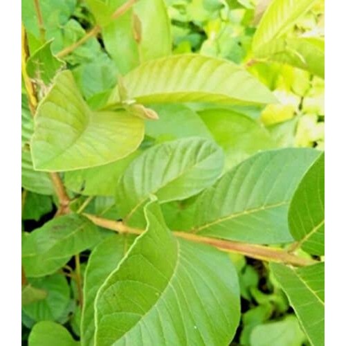 Premium Organic Fresh Guava Leaves, 100% Natural, Non- GMO, Whol...
