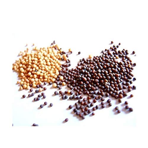 Yellow And Brown Mustard Seeds, Add Aroma, Flavor, And Seasoning