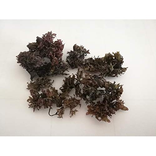 Dried Tosaka Nori Salad,Red Seaweed For Food Flavour 100G Pack