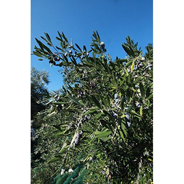 Gaea Pitted Greek Kalamata Olives - 8 Ct. 10.2 Oz. Jars - Non-Gm