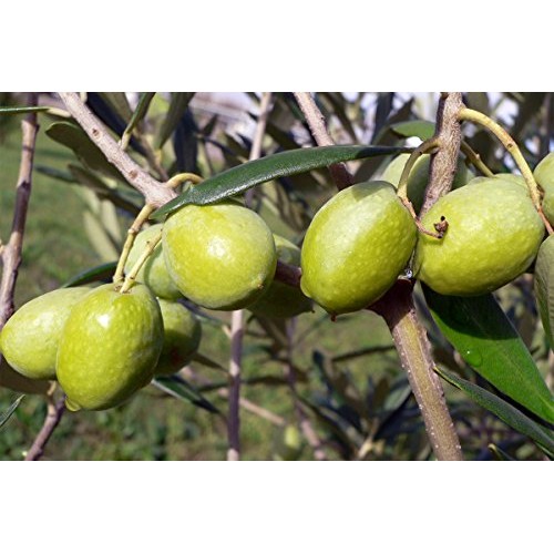 Gaea Extra Virgin Olive Oil Authentic Greek Evoo Non-Gmo 17 Ounc