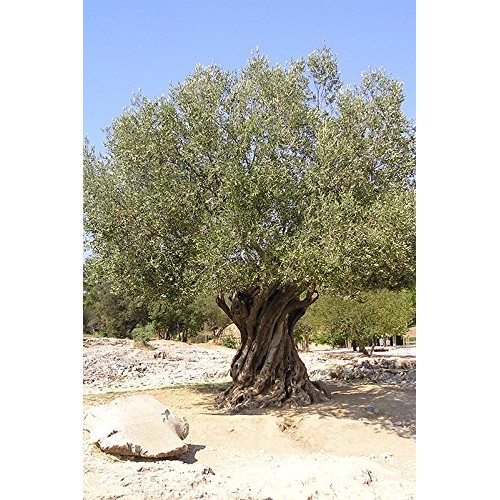 Gaea Snack Pack Pitted Green Olives With Chili &Amp; Black Pepper -