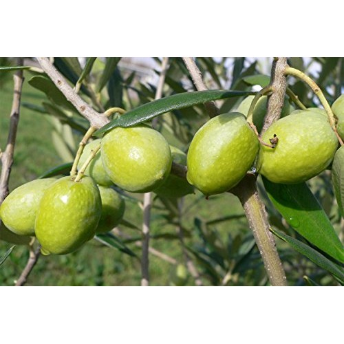 Gaea Snack Pack Pitted Green Olives With Oregano And Lemon Juice