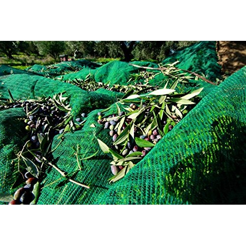 Gaea Snack Pack Pitted Kalamata Olives - 5.3 Oz Pack Of 8 …