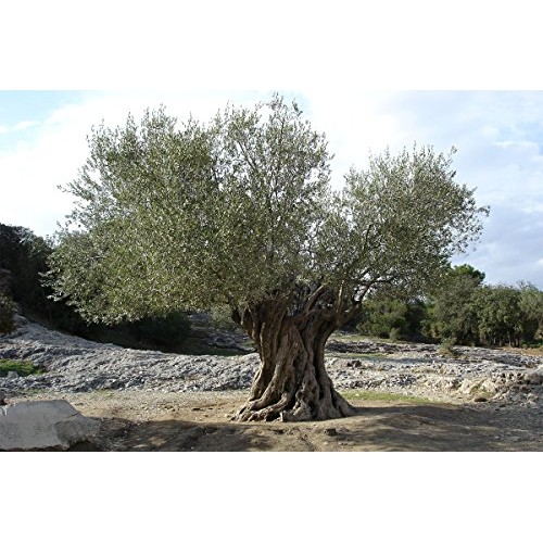 Gaea Snack Pack Pitted Kalamata Olives With Sea Salt And Vinegar