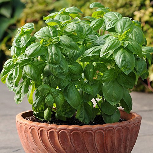 Gaeas Blessing Seeds - Organic Basil Collection 6 Individual N