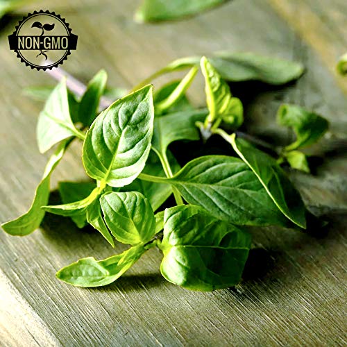 Gaeas Blessing Seeds - Organic Basil Collection 6 Individual N
