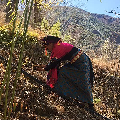 Tibet Wild Morel Mushrooms Of China Premium Dried Morels Mushroo