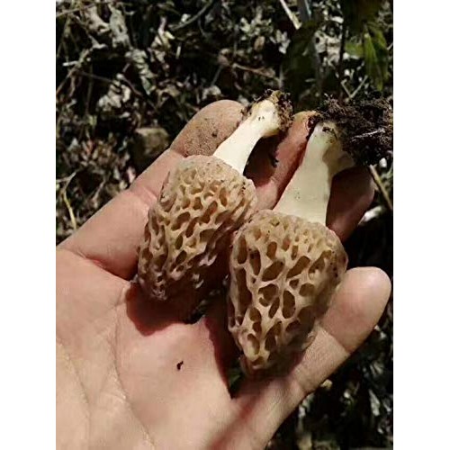Tibet Wild Morel Mushrooms Of China Premium Dried Morels Mushroo