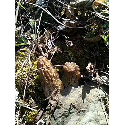 Tibet Wild Morel Mushrooms Of China Premium Dried Morels Mushroo