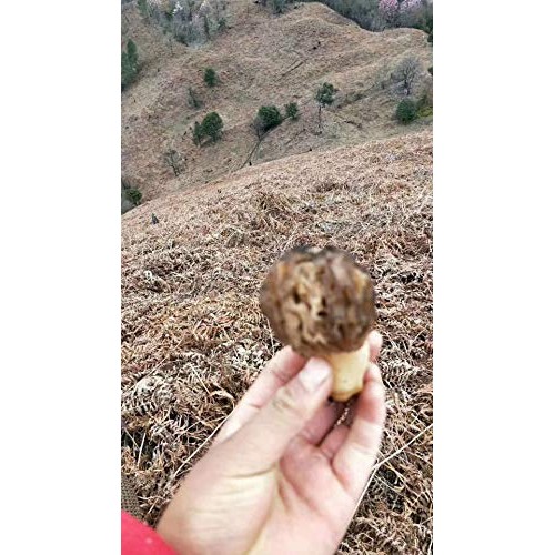 Tibet Wild Morel Mushrooms Of China Premium Dried Morels Mushroo