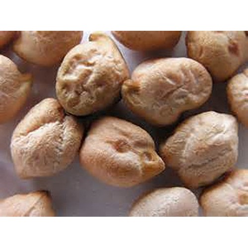 Garbanzo Bean Seed, Microgreen, Sprouting, 4 Oz, Organic Seed, N