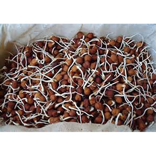 Garbanzo Bean Seed, Microgreen, Sprouting, 4 Oz, Organic Seed, N