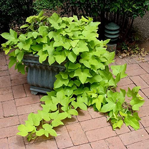 Sweet Potato Vine Bareroot For Planting