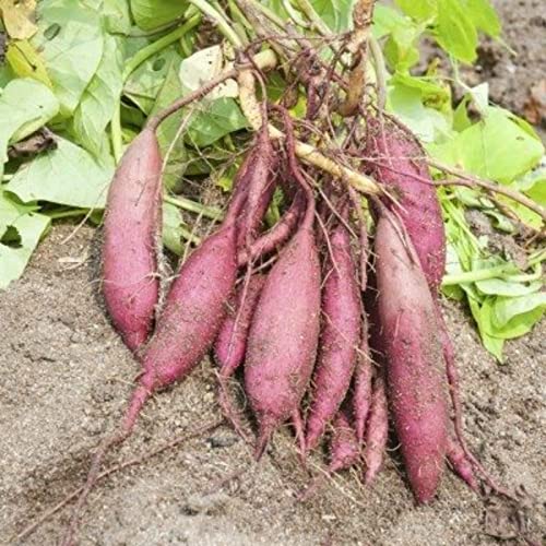 Sweet Potato Vine Bareroot For Planting