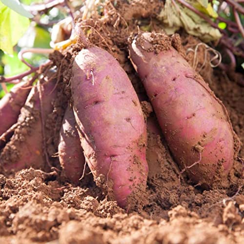 Sweet Potato Vine Bareroot For Planting