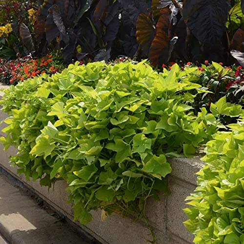 Sweet Potato Vine Bareroot For Planting