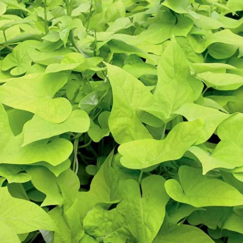 Sweet Potato Vine Bareroot For Planting