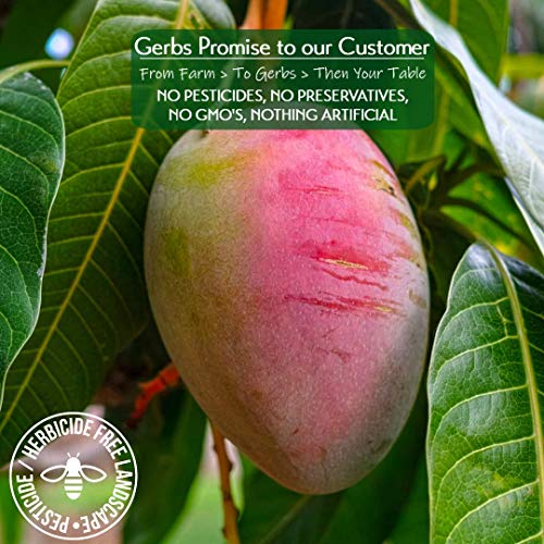 Gerbs Dried Sweetened Mango Slices, 32 Ounce Bag, Unsulfured, Pr