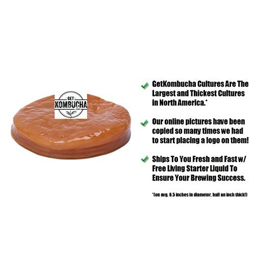All Natural Organic Kombucha Scoby - Largest Kombucha Mother Cul