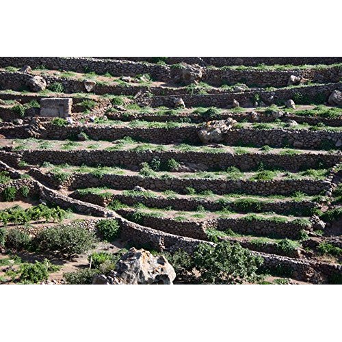 Sicilian Salted Capers Of Pantelleria