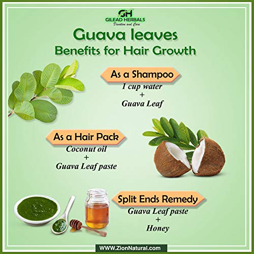 Gilead Herbals | Pure Guava Tea Leaves | 2 Oz | 200 Dried Whole ...