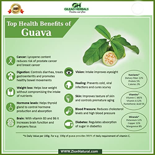 Gilead Herbals | Pure Guava Tea Leaves | 2 Oz | 200 Dried Whole ...