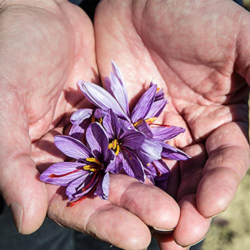 Golden Saffron, Premium Spanish Saffron Threads, Pure Red Spanis