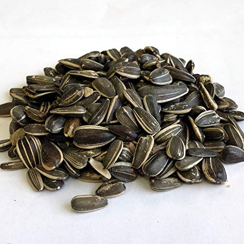 Premium Quality Imported Jumbo Unsalted Sunflower Seeds 500G Pac