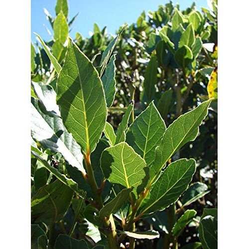 Laurus Nobilis - Bay Leaf Tree - Bay Laurel Or Sweet Bay - Liv