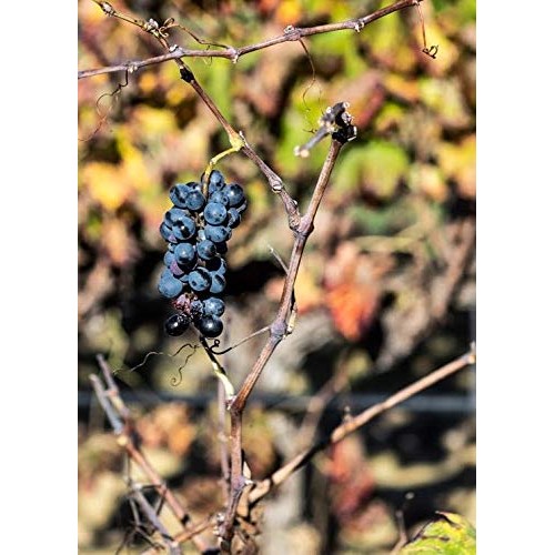 Premium Greek Red Wine Vinegar | 16.9 Oz | Organic | Non-Gmo | G