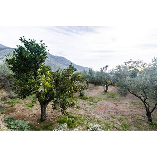 Usda Certified Greek Organic Extra Virgin Olive Oil | 16.9Oz | N