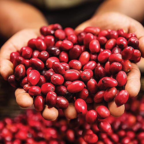 Green Mountain Coffee Roasters Fair Trade Certified Organic Suma