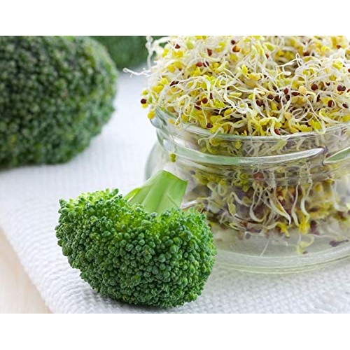 Broccoli Seeds for Sprouting, 1 Pound – Non-GMO Verified, Vegan,...