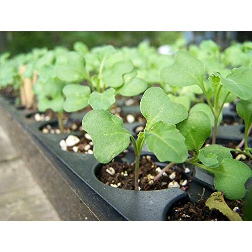 Broccoli Seeds for Sprouting, 1 Pound – Non-GMO Verified, Vegan,...